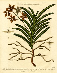 Epidendrum; Ephemera; og Erodius