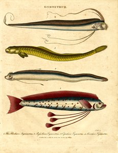 Gymnetrus – Båndfisk av John Pass