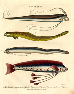 Gymnetrus-arter – båndfisk