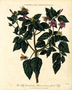 Jalap Convolvulus-plante og konisk-ansiktet flue av John Pass