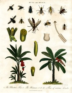 Musa og Musca - Bananplanter og diverse fluearter av John Pass