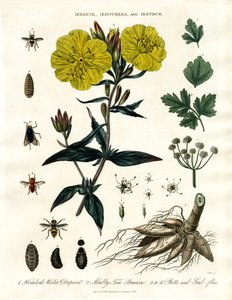 Oenanthe; Oenothera og Østrus - Vanndråper; Nattlysblomst og Botfluer av John Pass
