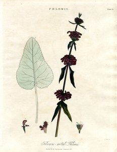 Phlomis: Knollrotet Jerusalem-salvie av John Pass