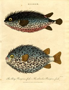 Pinnsvinfisk (Diodon)