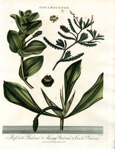 Potamogeton (damurt-art)