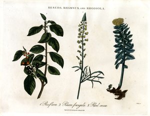 Reseda; Rhamnus og Rhodiola av John Pass