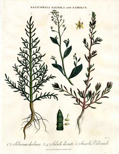Salicornia; Salsola og Samolus: Halofytiske kystplanter av John Pass