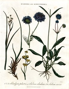 Scabiosa og Scheuchzeria av John Pass