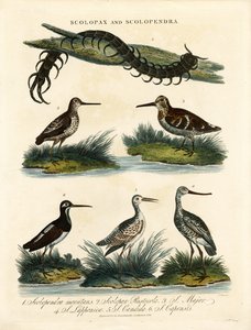 Bekkasiner (Scolopax) og tusenbein (Scolopendra)