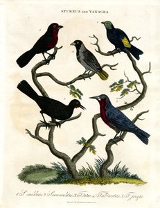 Sturnus og Tanagra (Stær og Tanager) av John Pass