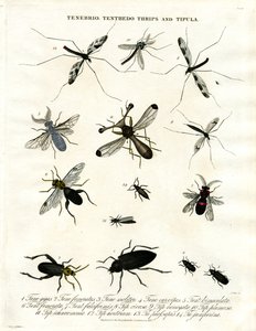 Tenebrio; Tenthedo; Trips og Tipula - Insektmangfold