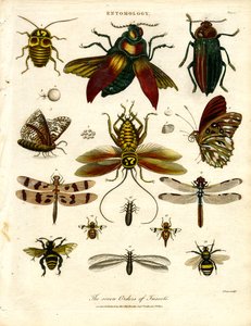 De syv insektordenene av John Pass