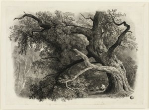 Gammelt tre i Billah - Sherwood-skogen av John Rawson Walker