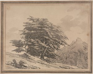 Avgrensninger av den generelle karakterens forgreninger og løvverk av skogtrær: Cedar, 1789. av John Robert Cozens
