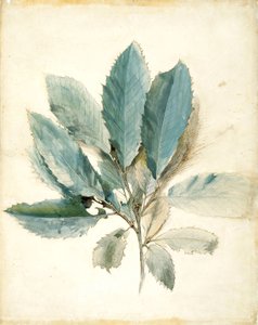 Kastanjeblader av John Ruskin