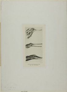  av John Ruskin