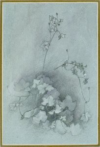 Ivy-Leaved Toadlin 