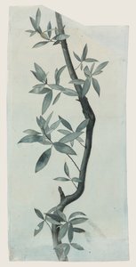 Study of Willow Leaves, ca. 1857 (blyant og akvarell på papir) av John Ruskin