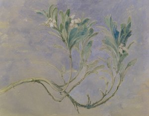 Study of a Sprig of a Myrtle Tree, ca. 1877 (penn & brunt blekk & wc over blyant forhøyet med hvitt på papir) av John Ruskin