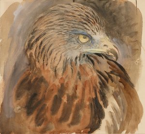 The Head of a Kite, fra Life, 30. august - 1. september 1870. av John Ruskin