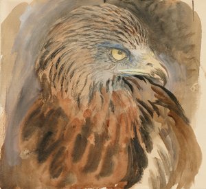 The Head of a Kite, fra Life, 30. august - 1. september 1870. av John Ruskin