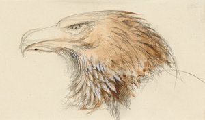 The Head of a common Golden Eagle, from Life, 8-11 september 1870 (akvarell og kroppsfarge over grafitt på vevd papir) av John Ruskin
