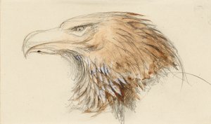 Hodet til en vanlig kongeørn, fra Life, 8. - 11. september 1870. av John Ruskin