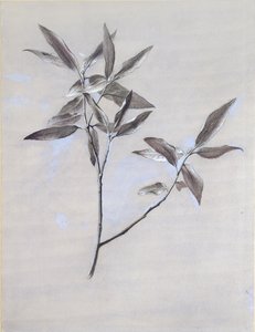 Under overflaten av en tørket spray av oliven, samlet i Verona, etter 1878 av John Ruskin