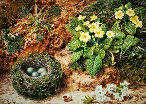 Fuglerede med primula (akvarell og kroppsfarge på papir)