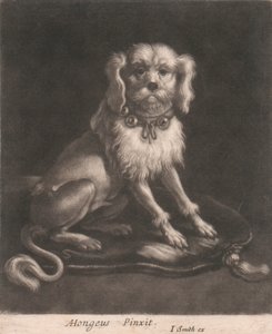 En liten hund, iført et halsbånd. av John Smith
