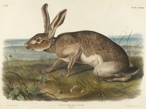 Texian Hare, 1848 (håndfarget litografi på vevd papir)