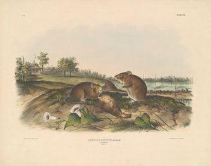 Bomullsrotte av John T. Bowen, after John James Audubon