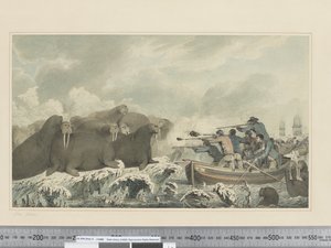 F.32 Sea Horses, ca. 1773-84 (akvarell) av John Webber