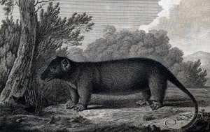 Opossum, gravering etter tegning av John Webber (1750-1793) laget under James Cooks tredje seilas av John Webber