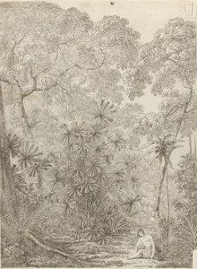 Fan Palm of Cracatoa av John Webber