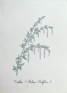 Catkin (Felina Prolifica.), illustrasjon fra 