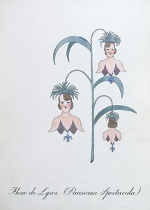 Fleur de Lysia (Parisiana Spectacula.), illustrasjon fra 