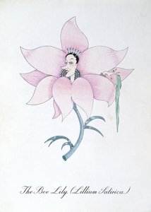 The Bee Lily (Lilium Satirical.), illustrasjon fra 