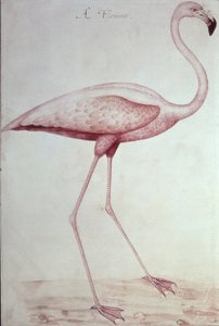 Flamingo (tegning) av John White