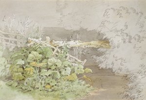 Dockplanter ved en skyggefull bekk (penn og blekk og wc på papir) av John White Abbott