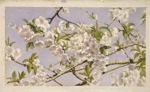 Apple Blossoms, ca. 1874 (wc på papir) av John William Hill