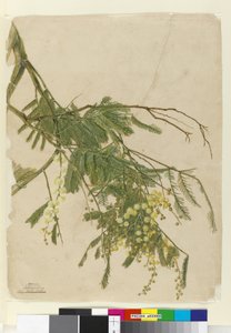 Acacia, 1805 (wc, penn, blekk og blyant) av John William Lewin