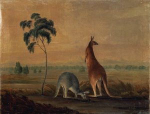 Kenguruer i et landskap, ca. 1819 av John William Lewin