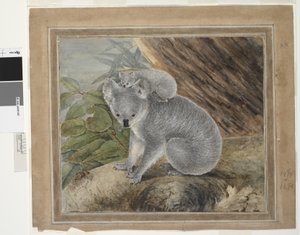 Koala og unge, 1803, J.W. Lewin, 1803 (wc og gouache)