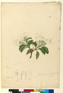 Side 100. Clerodendrum tomentosum, ca. 1803-06 (wc, penn, blekk og blyant) av John William Lewin