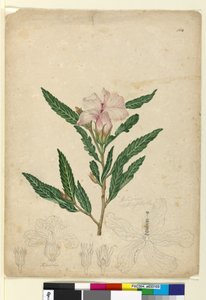 Side 104. Hibiscus heterophyllus, ca. 1803-06 (wc, penn, blekk og blyant)