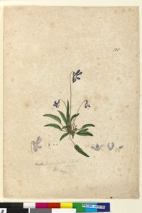 Side 128. Viola betonicifolia, ca. 1803-06 (wc, penn, blekk og blyant) av John William Lewin