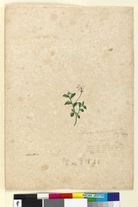 Side 131. Lobelia purpurascens, ca. 1803-06 (wc, penn, blekk og blyant) av John William Lewin