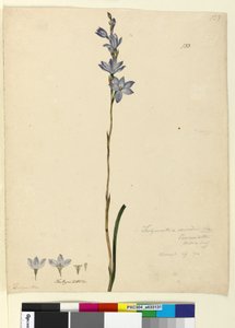 Side 133. Thelymitra ixioides, c.1803-06 (wc, penn, blekk og blyant) av John William Lewin