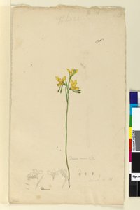 Side 136. Diuris aurea, ca. 1803-06 (wc, penn, blekk og blyant) av John William Lewin